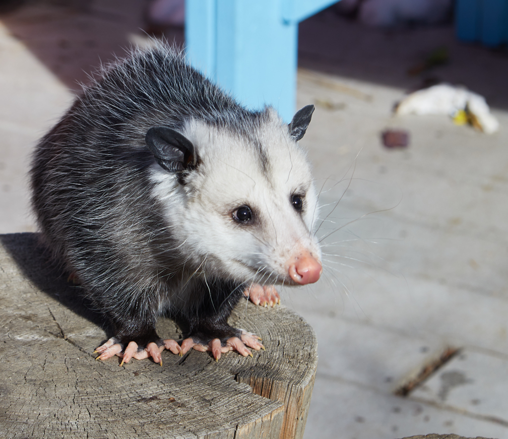 Opossums Какая Диета