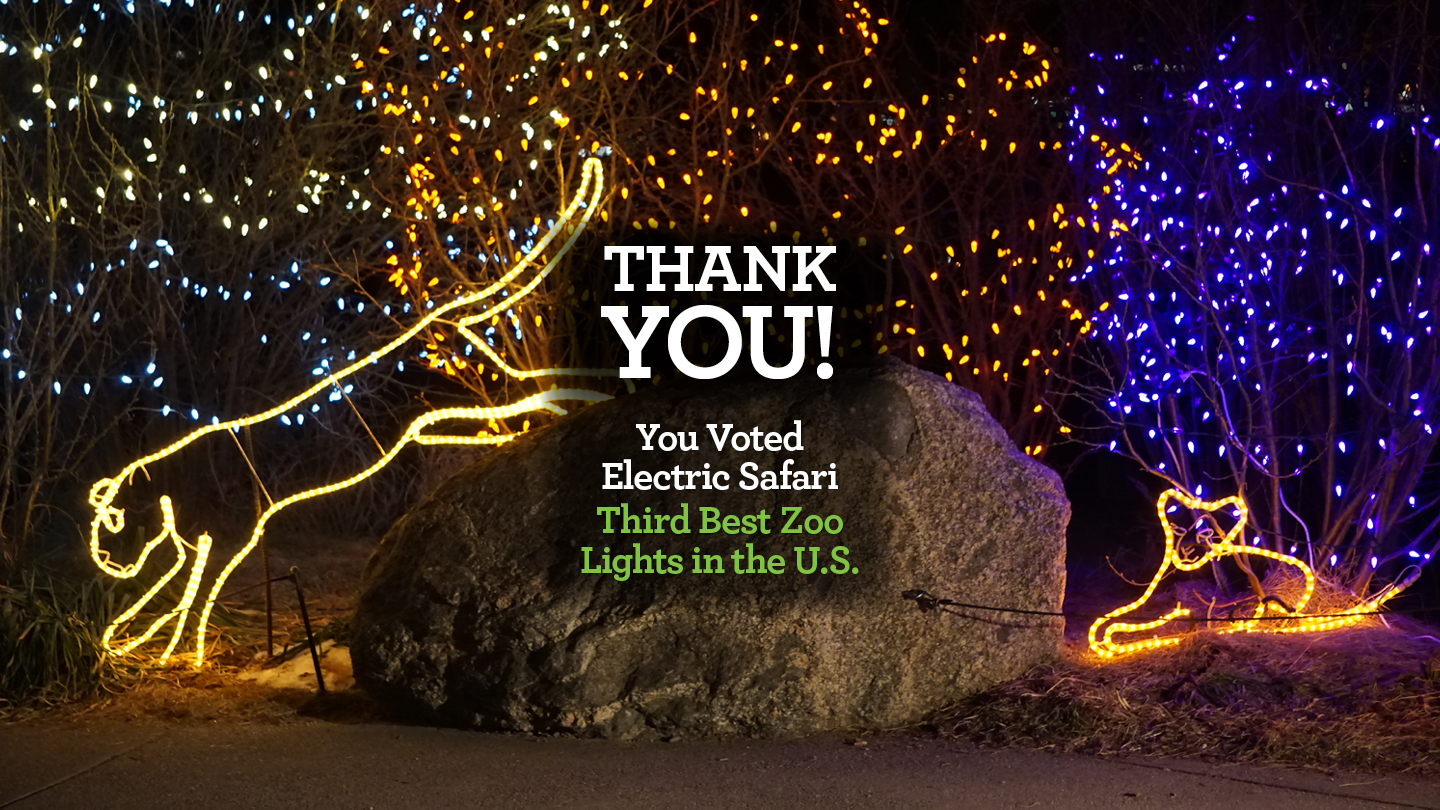 Electric Safari Ranked Third Best Zoo Lights in U.S. by USA TODAY’S