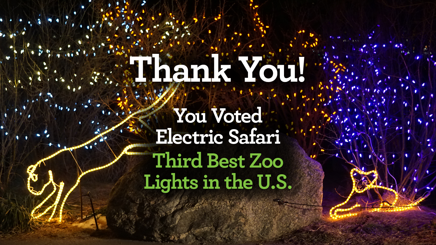 Thank You! Electric Safari voted 3rd Best Zoo Lights in U.S. 2021 by USAToday