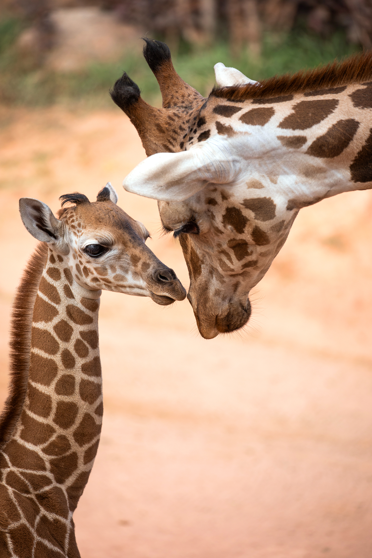 10Best voting image of Bailey's giraffe calf BB and her mom greeting