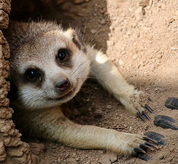 Animal's Choice Winner, summer 2025 photo contest