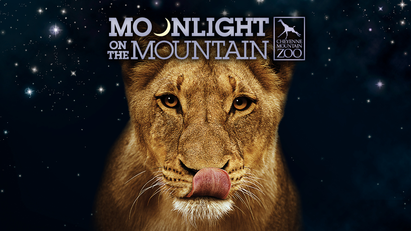 Moonlight on the Mountain hero graphic African lion licking lips photo
