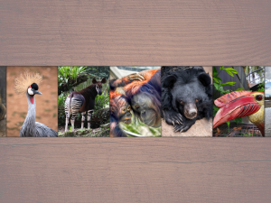 Q4C Member Voting graphic photos of each animal project option