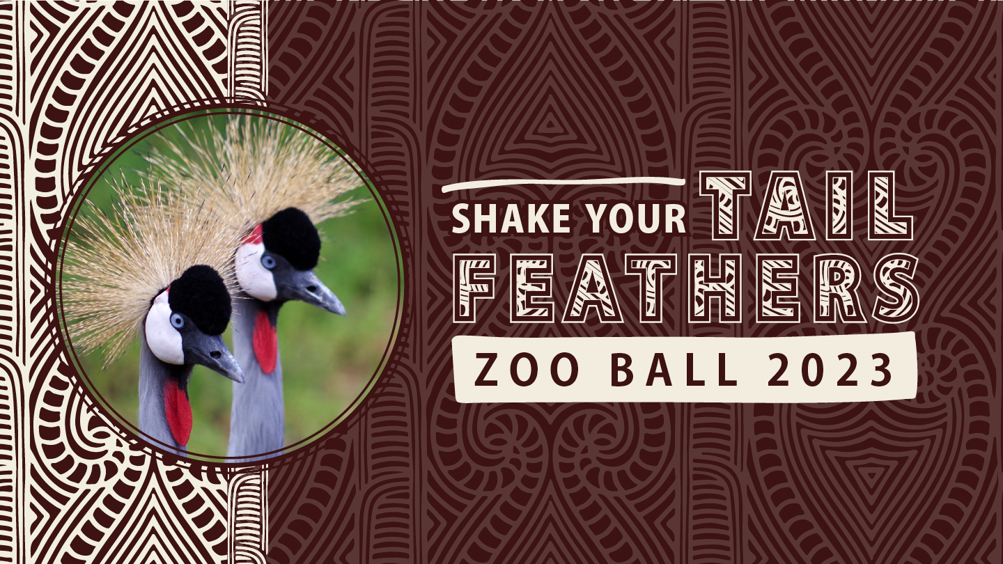 Zoo Ball 2023 - Shake Your Tail Feathers!