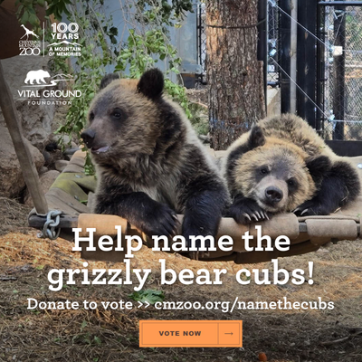 Grizzly bear cubs playing at Cheyenne Mountain Zoo - Help us name the