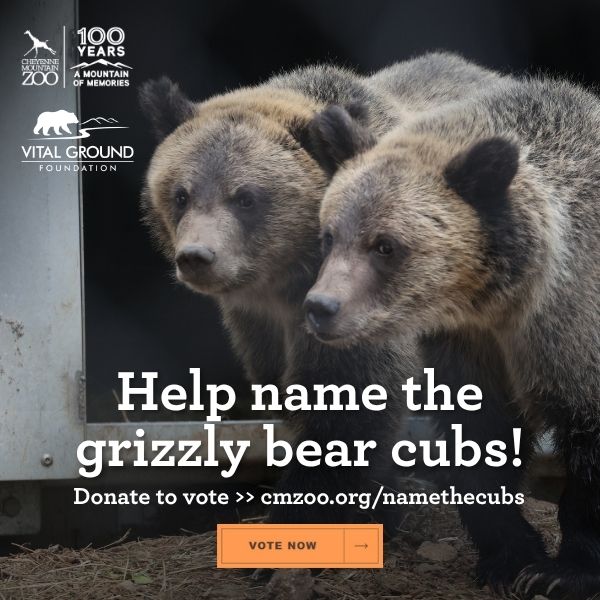 Grizzly bear cubs playing at Cheyenne Mountain Zoo - Help us name the