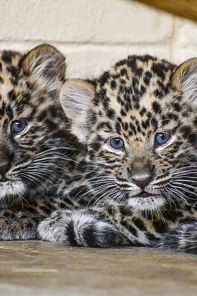 Featured Animals - Amur Leopard - CMZoo