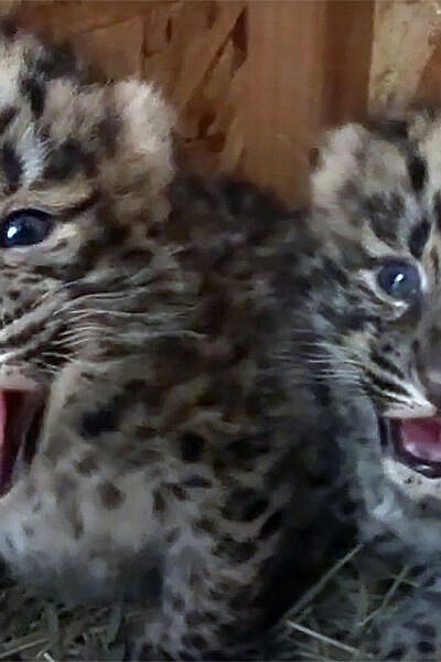 CMZoo Welcomes First Amur Leopard Cubs in Nearly 20 Years - CMZoo
