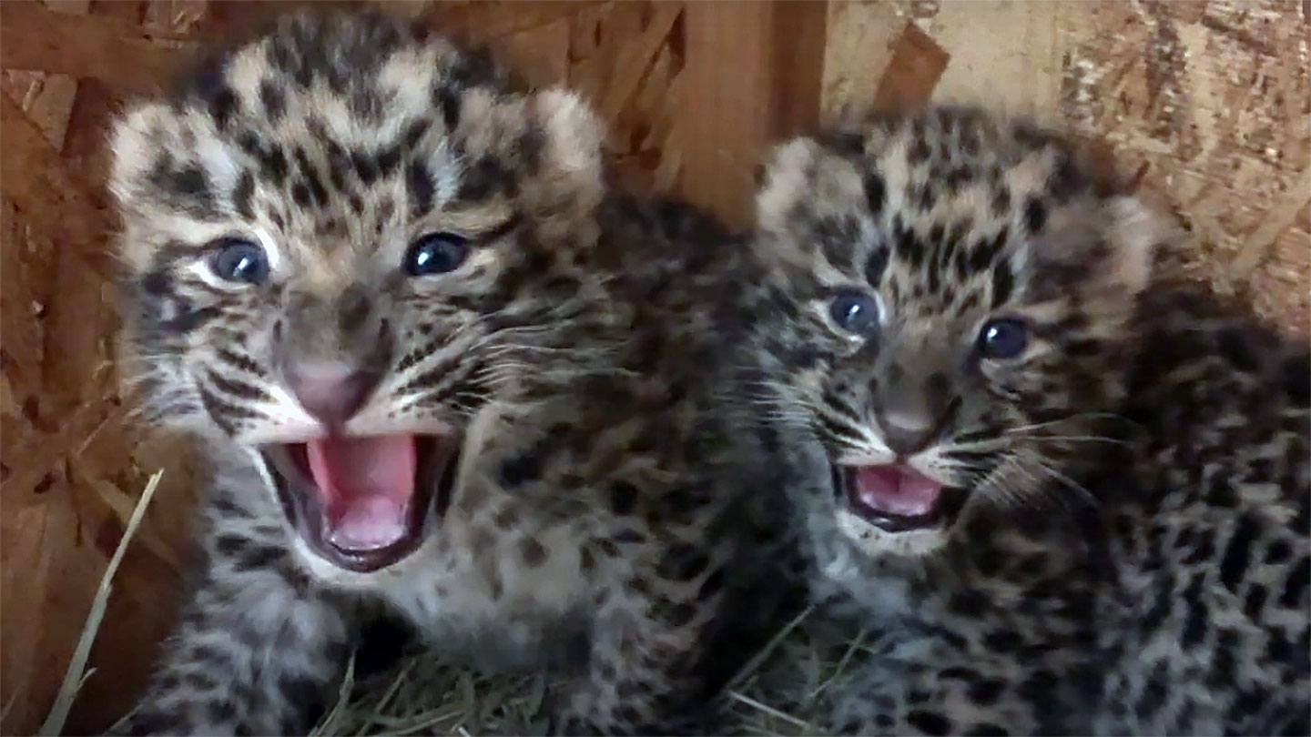 CMZoo Welcomes First Amur Leopard Cubs in Nearly 20 Years - CMZoo