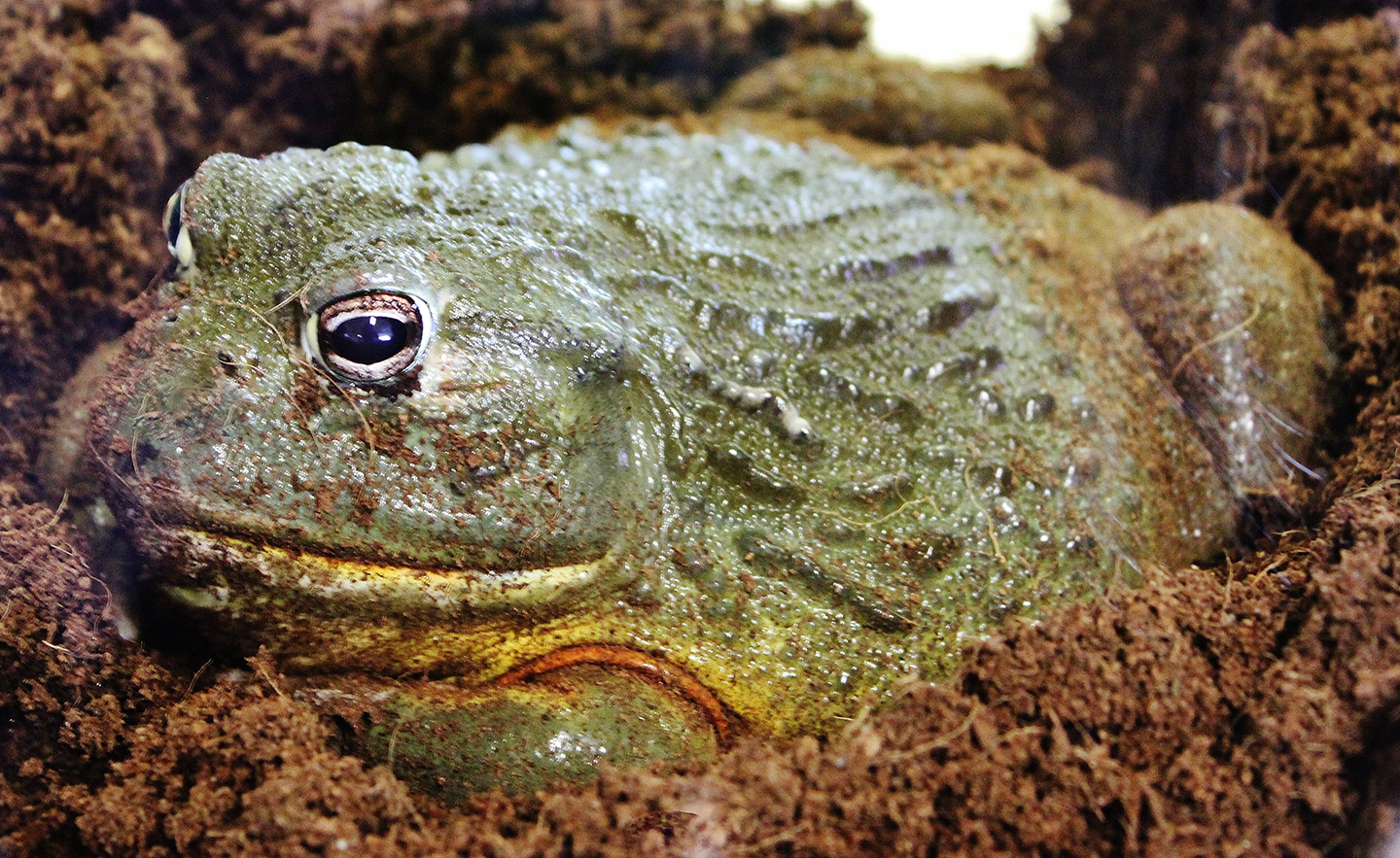 Featured Animals - Giant African Bullfrog - CMZoo