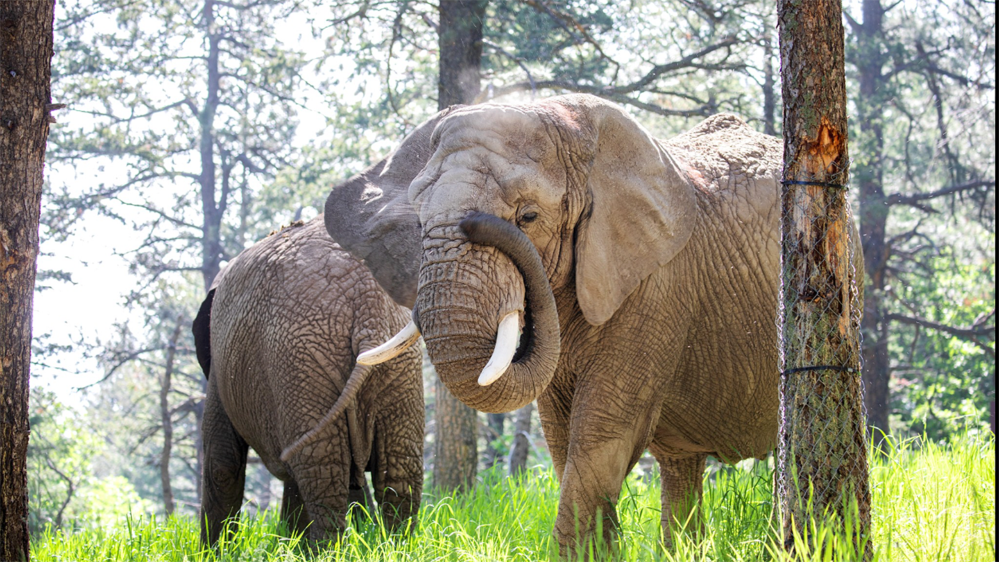 African elephants in their vacation yard at Cheyenne Mountain Zoo