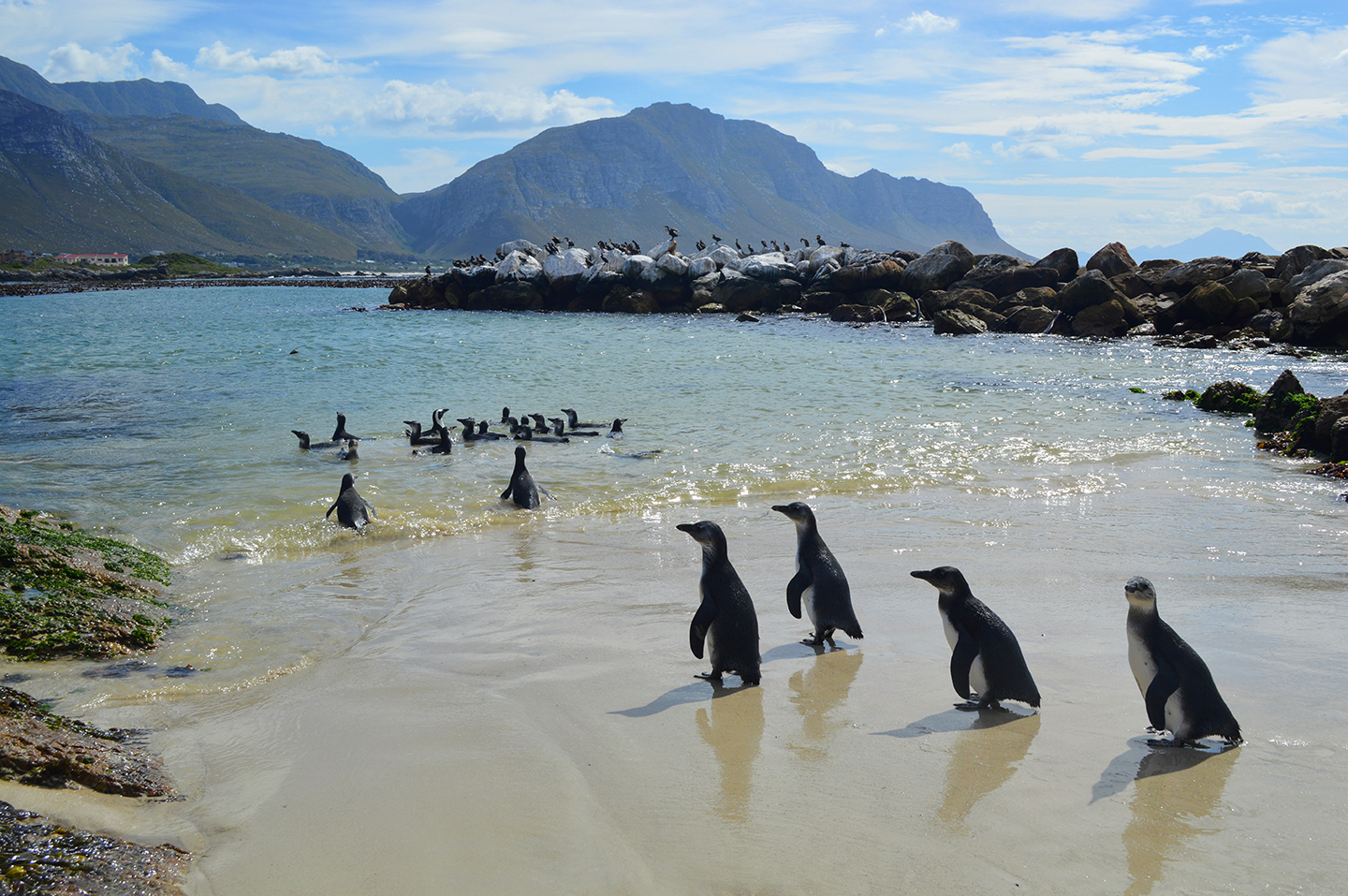African Penguin Conservation - CMZoo