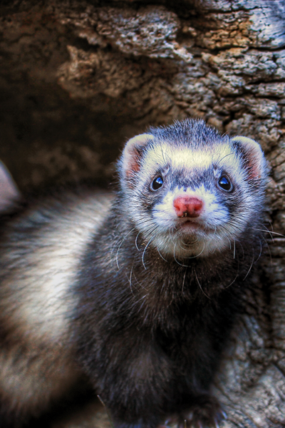 ferret domestic animals