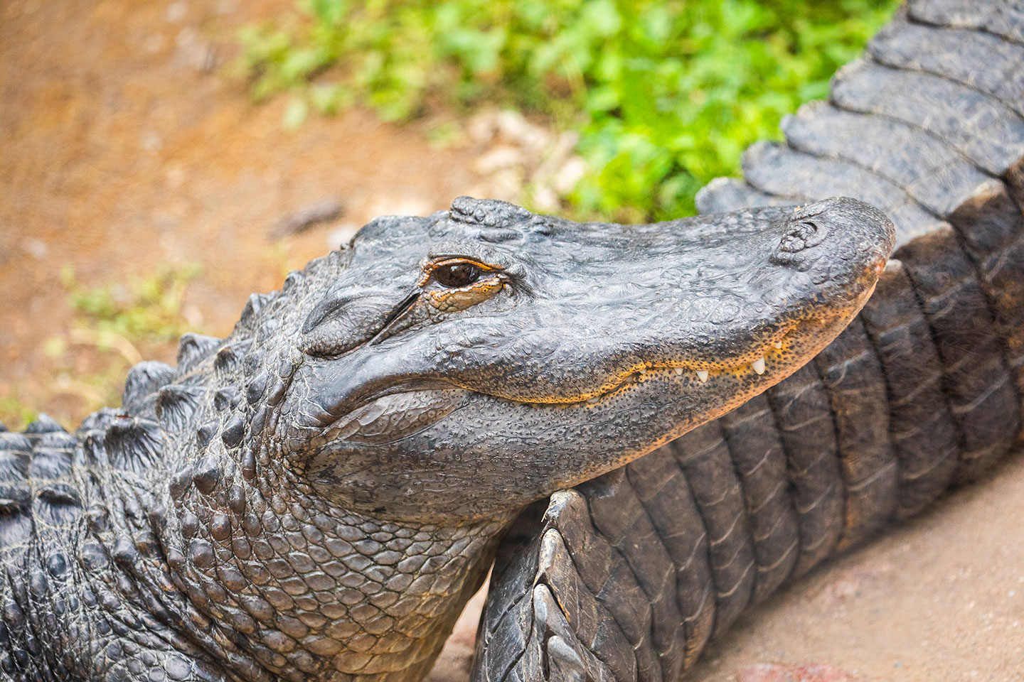 American alligator portrait