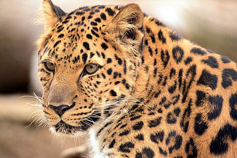 Featured Animals - Amur Leopard - CMZoo