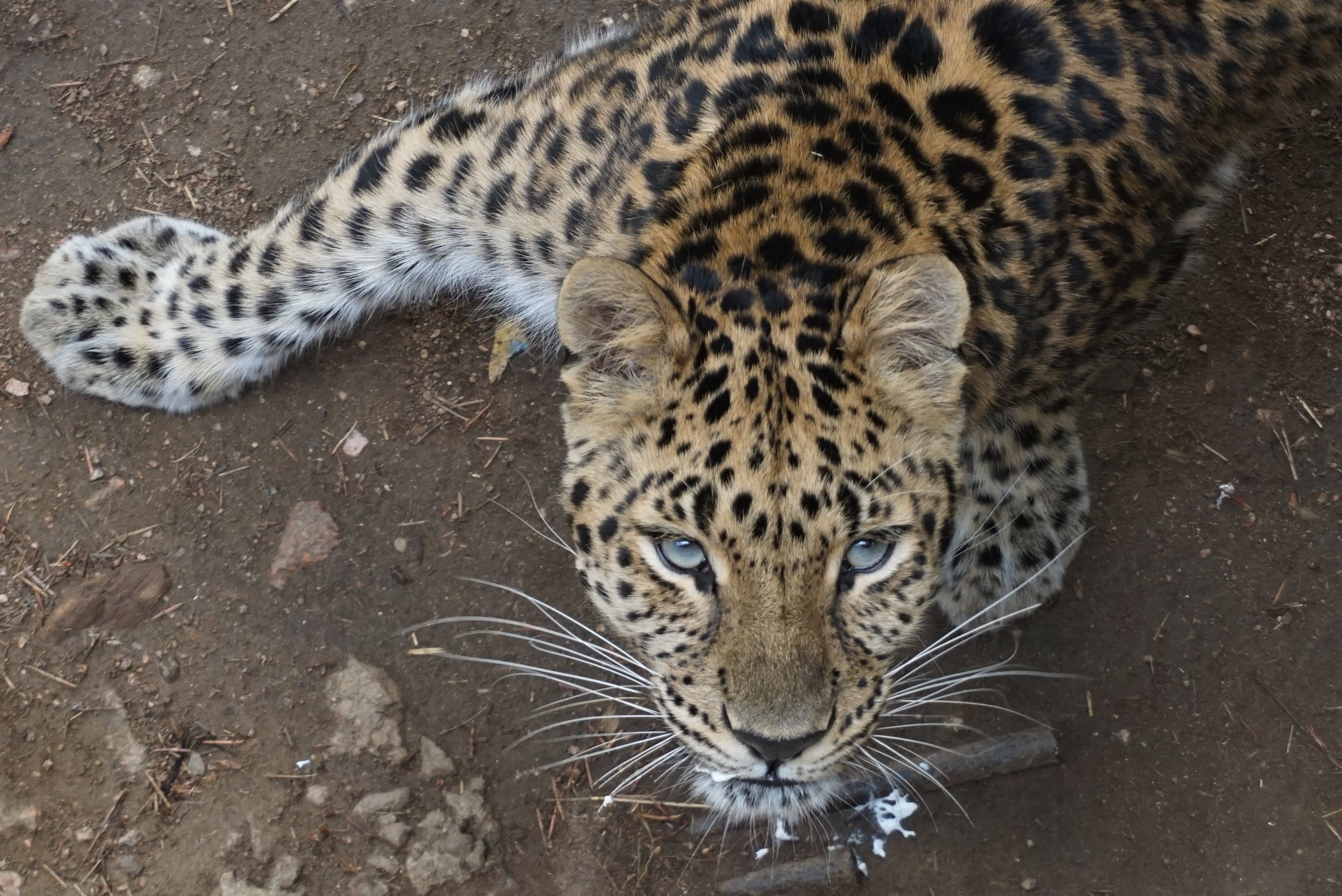 Amur leopard looking up at camera