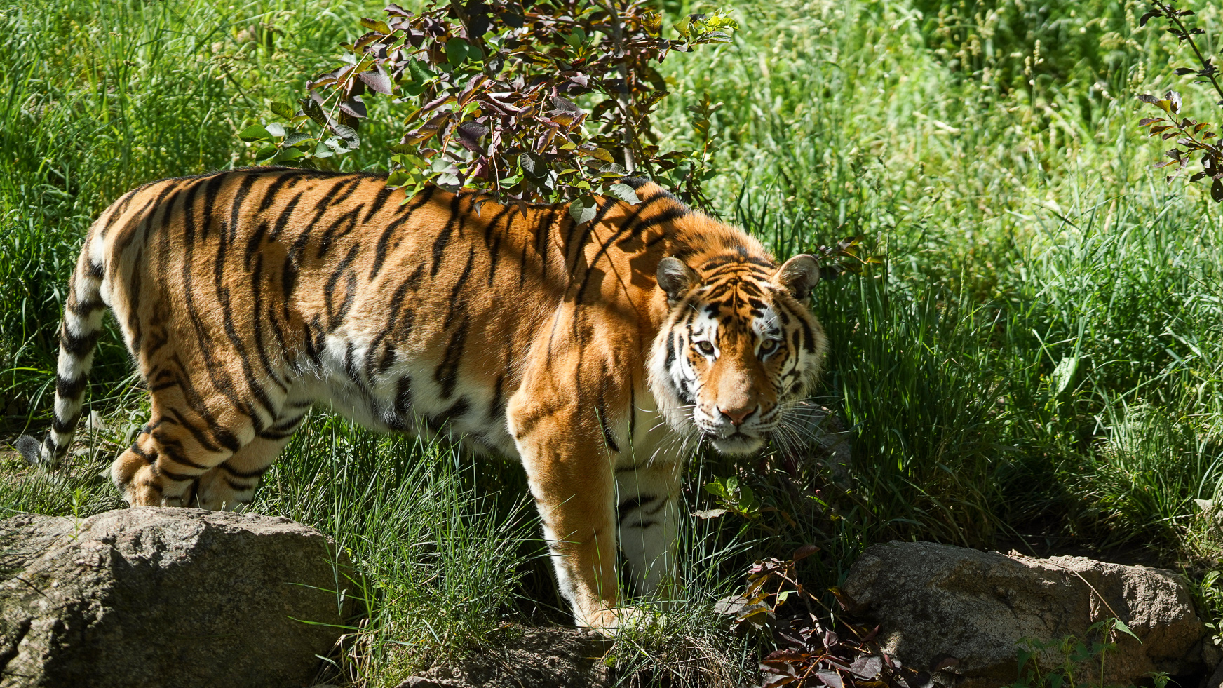 Amur tiger Chewy in the grass at Cheyenne Mountain Zoo