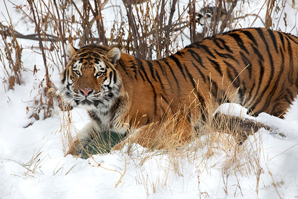 Amur tiger Chewy, playing in the snow