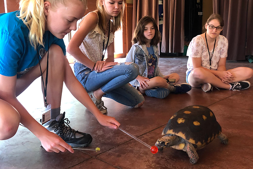 Teens target training a tortoise at Cheyenne Mountain Zoo