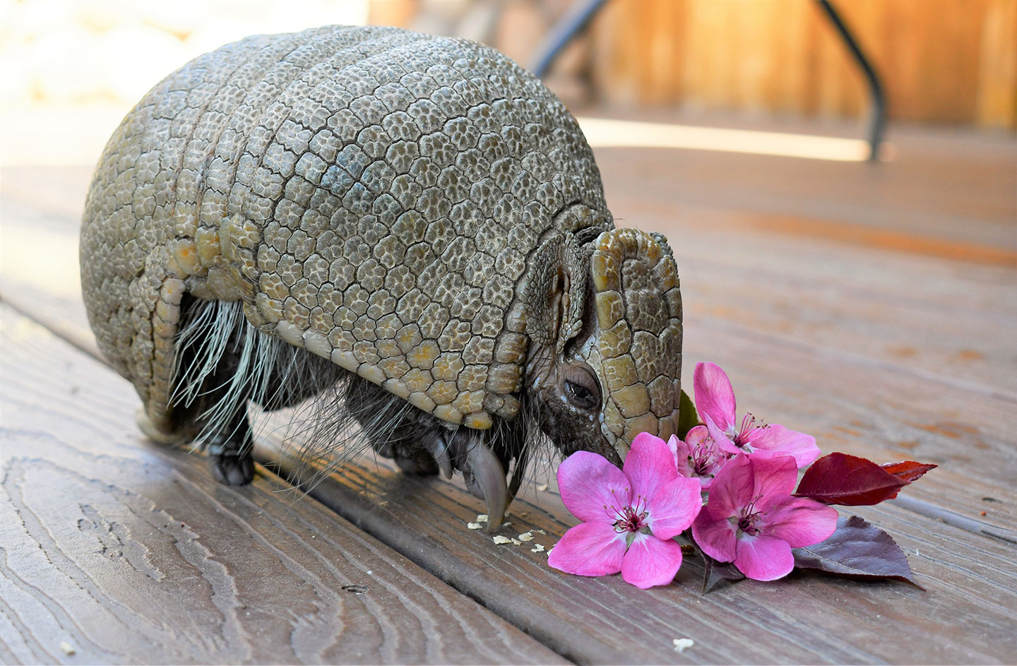 Adopt Choices for Armadillo CMZoo