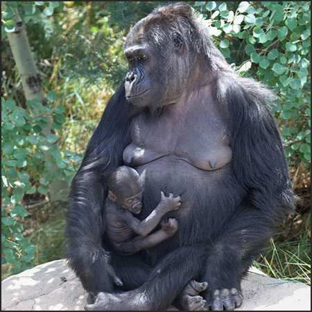 Asha, western lowland gorilla and baby clinging October 2025