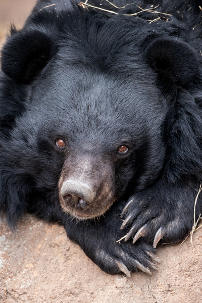 Black Bear Cub Cell Phone Holder