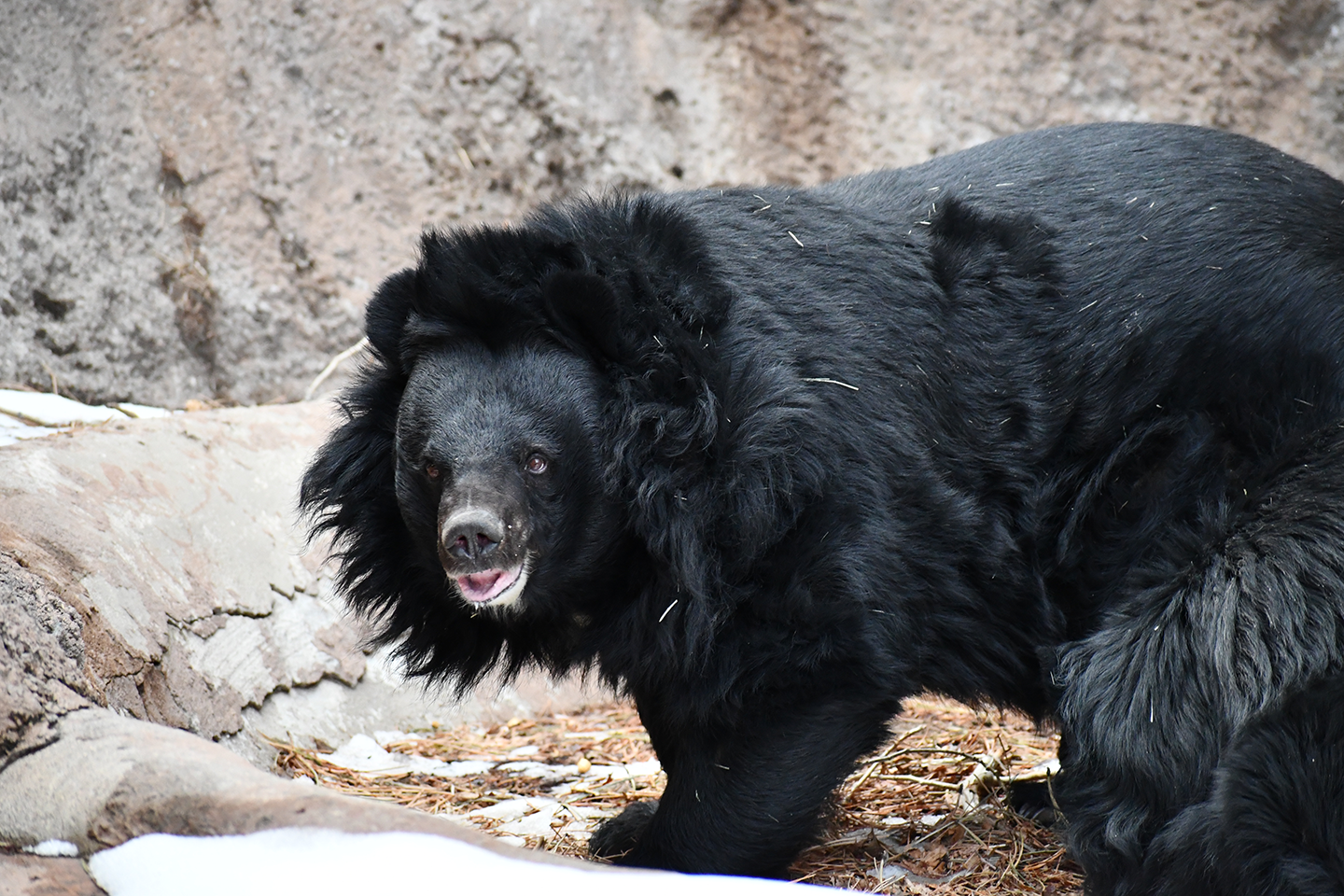 Featured Animals - Asiatic Black Bear - CMZoo