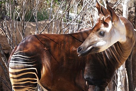 Featured Animals - Okapi - CMZoo