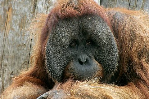  Orangutan Art  CMZoo