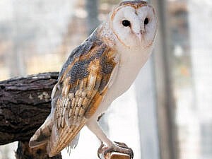 Houser - barn owl portrait