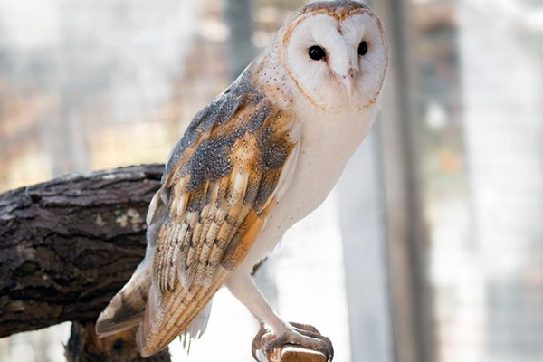Houser - barn owl portrait