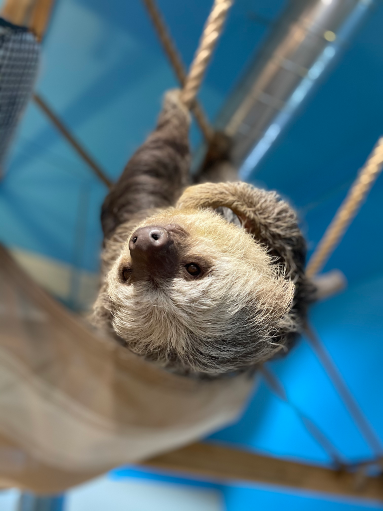 Sloth Meet & Greet - CMZoo