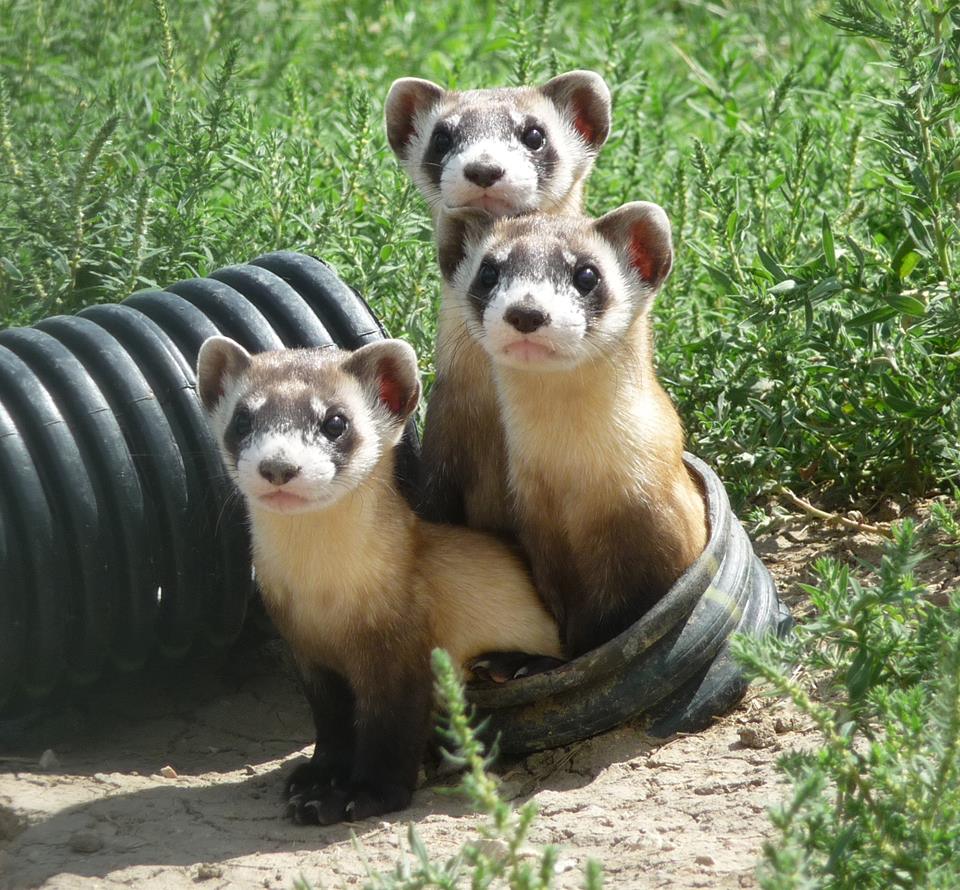 The Keys to Black-footed Ferret Breeding Success: Lighting, Testing