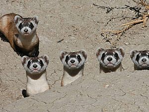 Five black-footed ferrets peeking up atop dirt pile at the camera