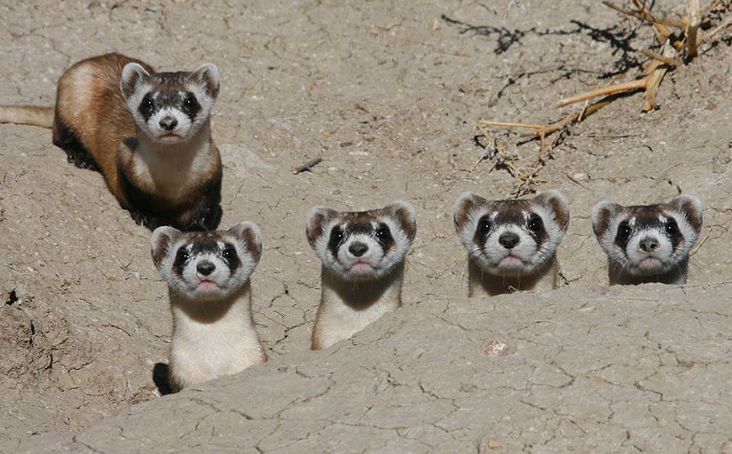 Five black-footed ferrets peeking up atop dirt pile at the camera