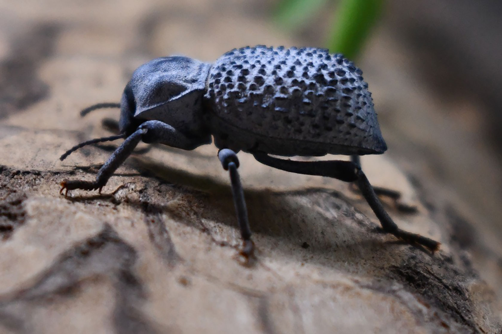Blue death-feigning beetle up-close