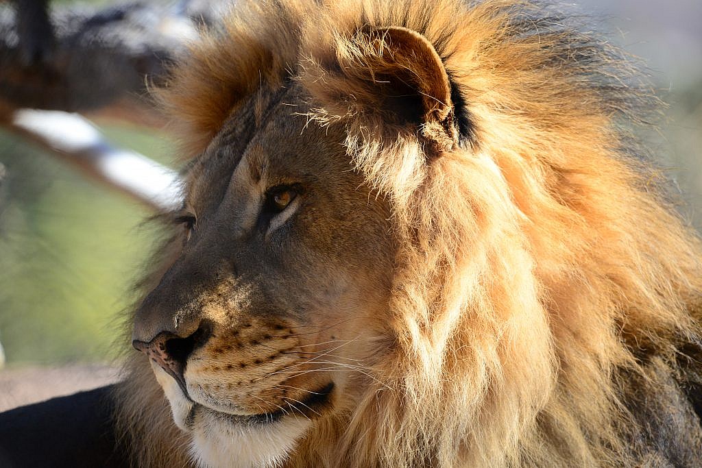 Meet Abuto, CMZoo's African Lion Patriarch - CMZoo