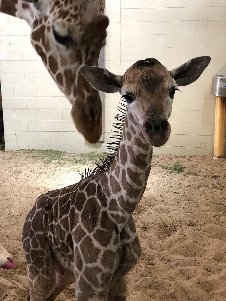 Giraffe Calf Born at Cheyenne Mountain Zoo - CMZoo