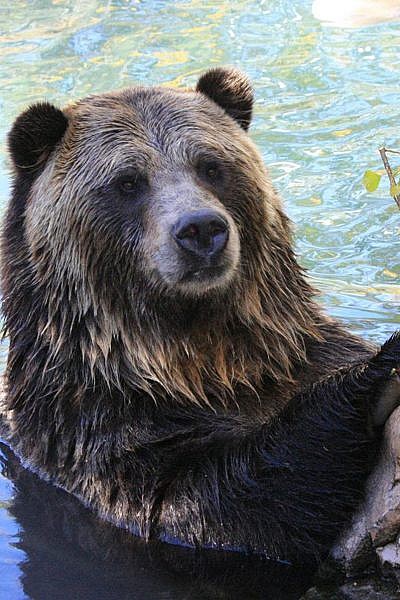 Featured Animals - Grizzly Bear - CMZoo