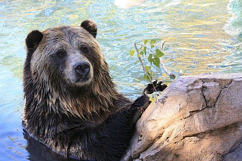 Featured Animals - Grizzly Bear - CMZoo