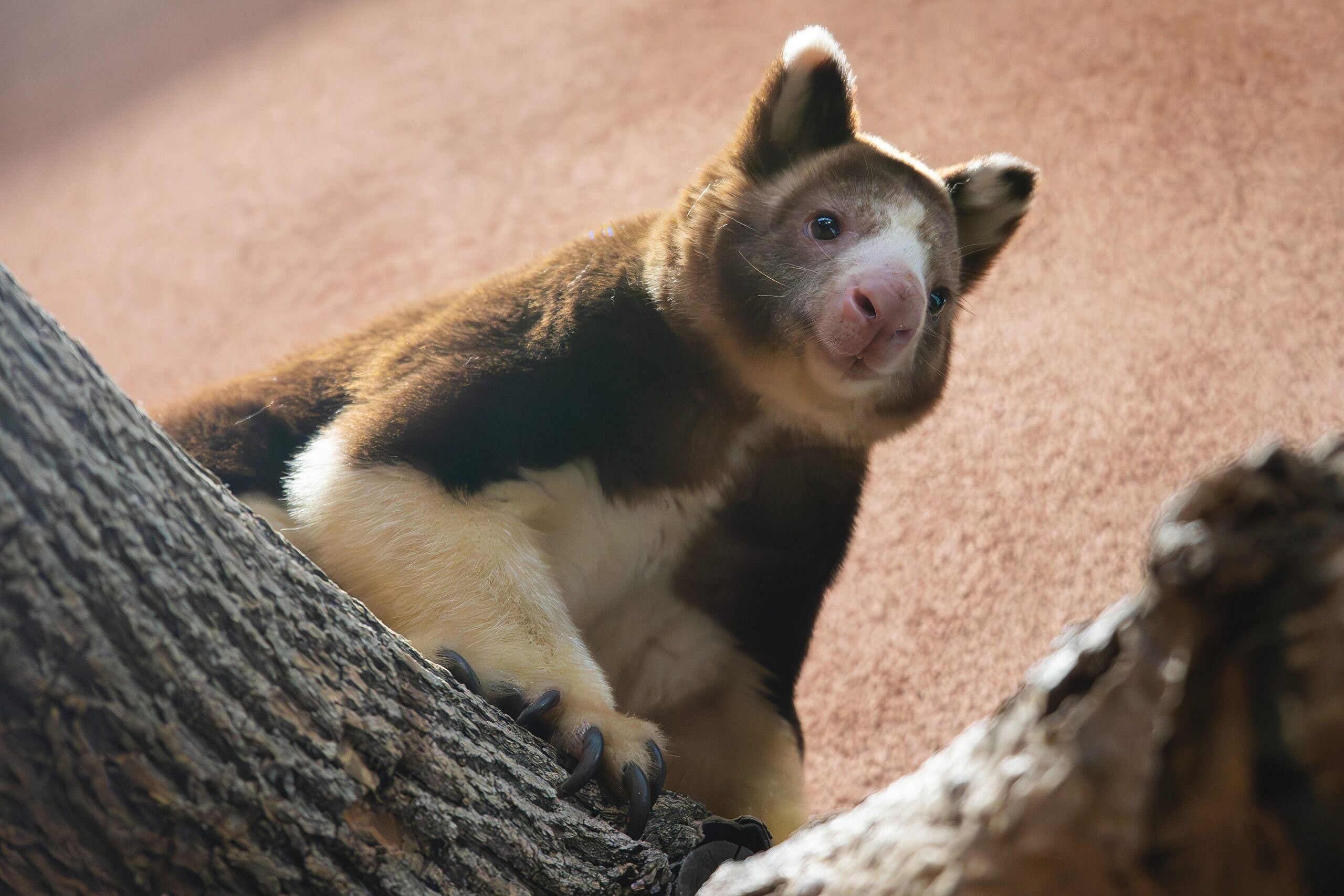 Matchie's Tree Kangaroo, Som