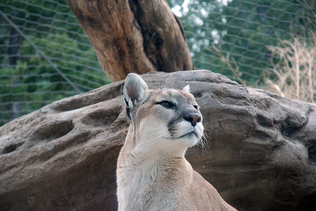 Featured Animals Mountain Lion Cmzoo