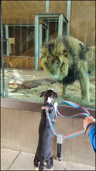 Dog visiting African lion exhibit with their owner during dog days a the Zoo.