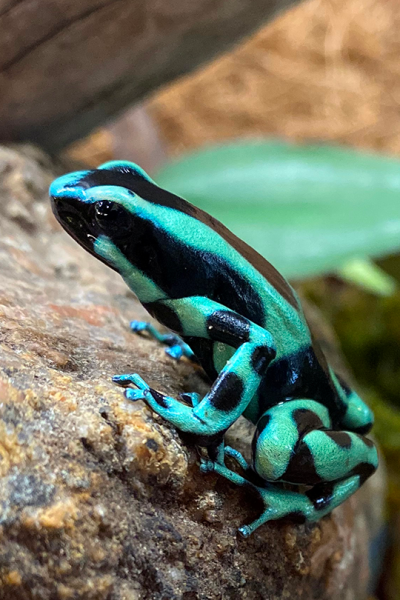 Featured Animals - Green & Black Poison Dart Frog - CMZoo