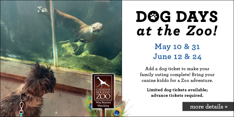 Dog Days at the Zoo