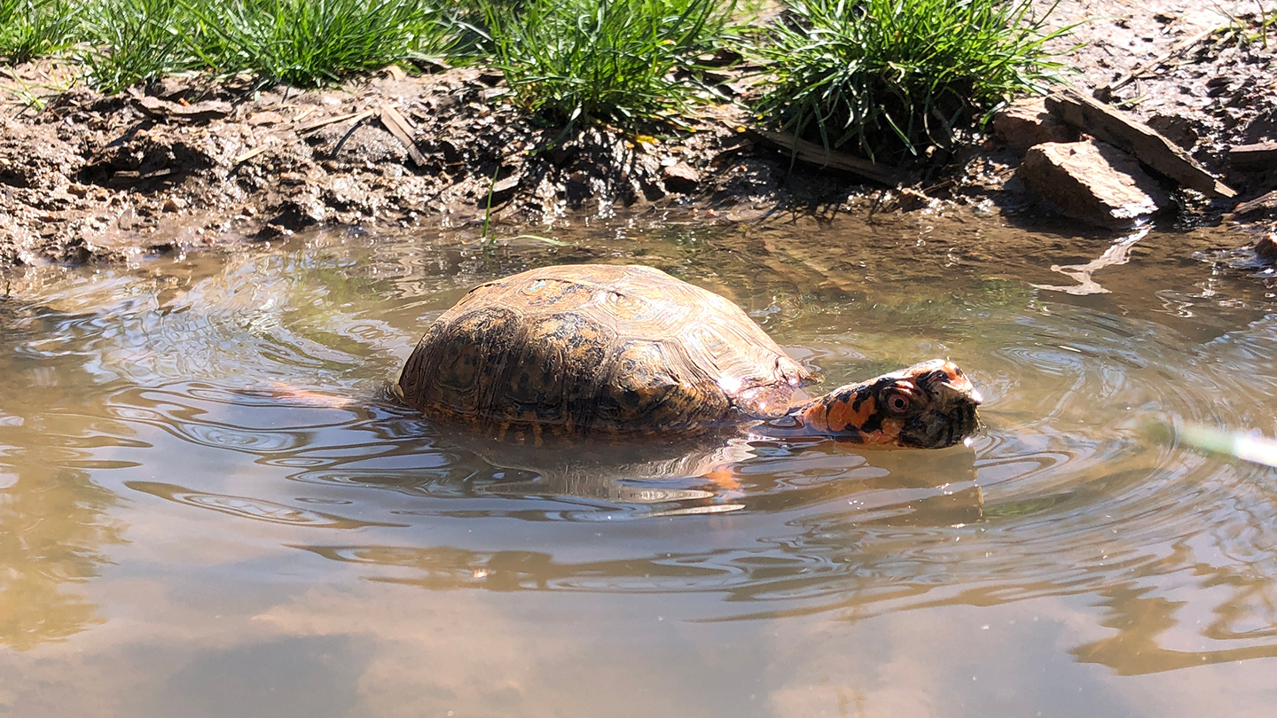 Eastern box turtle swimming in the water