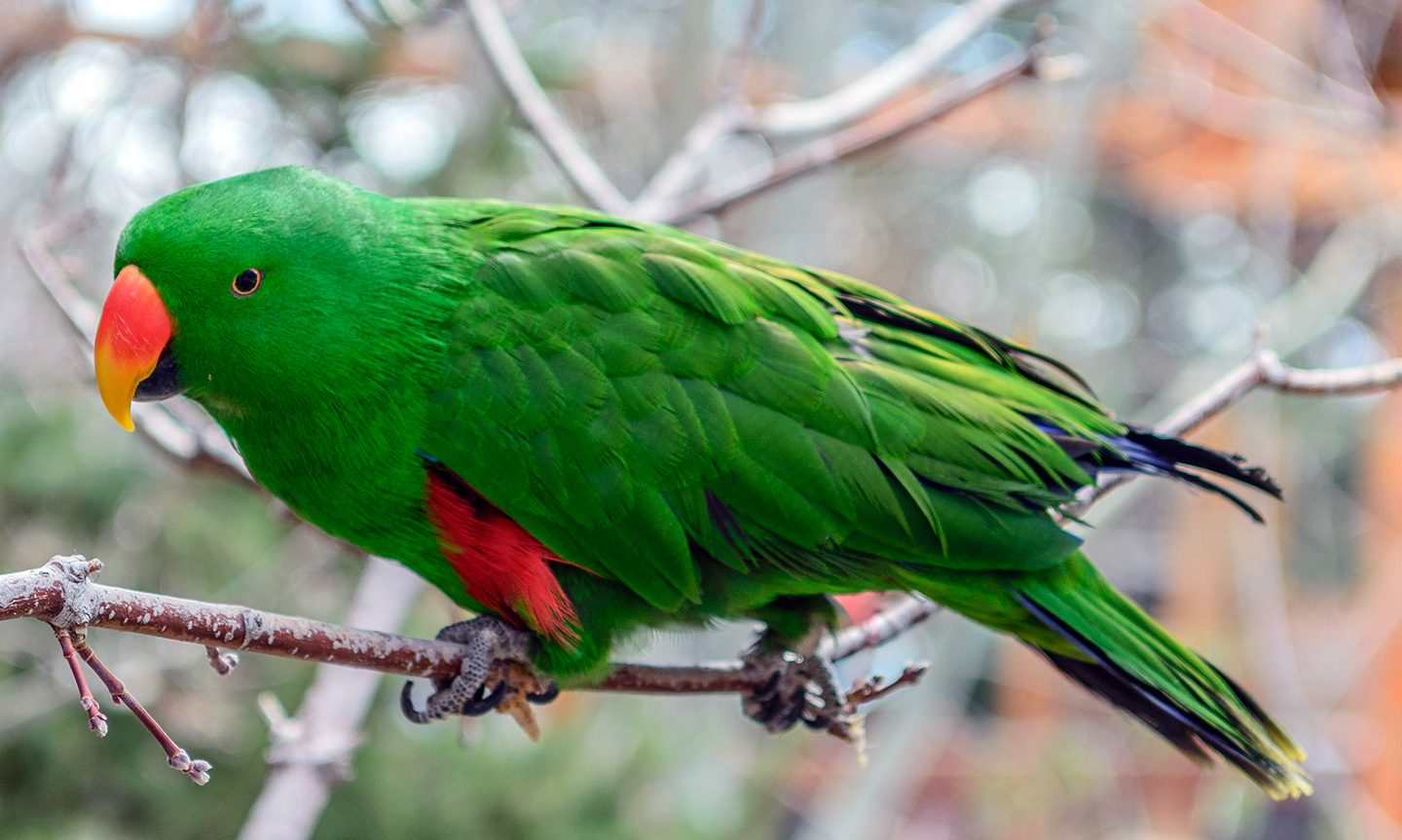 Eclectus parrot 'Mister' sitanding on a branch