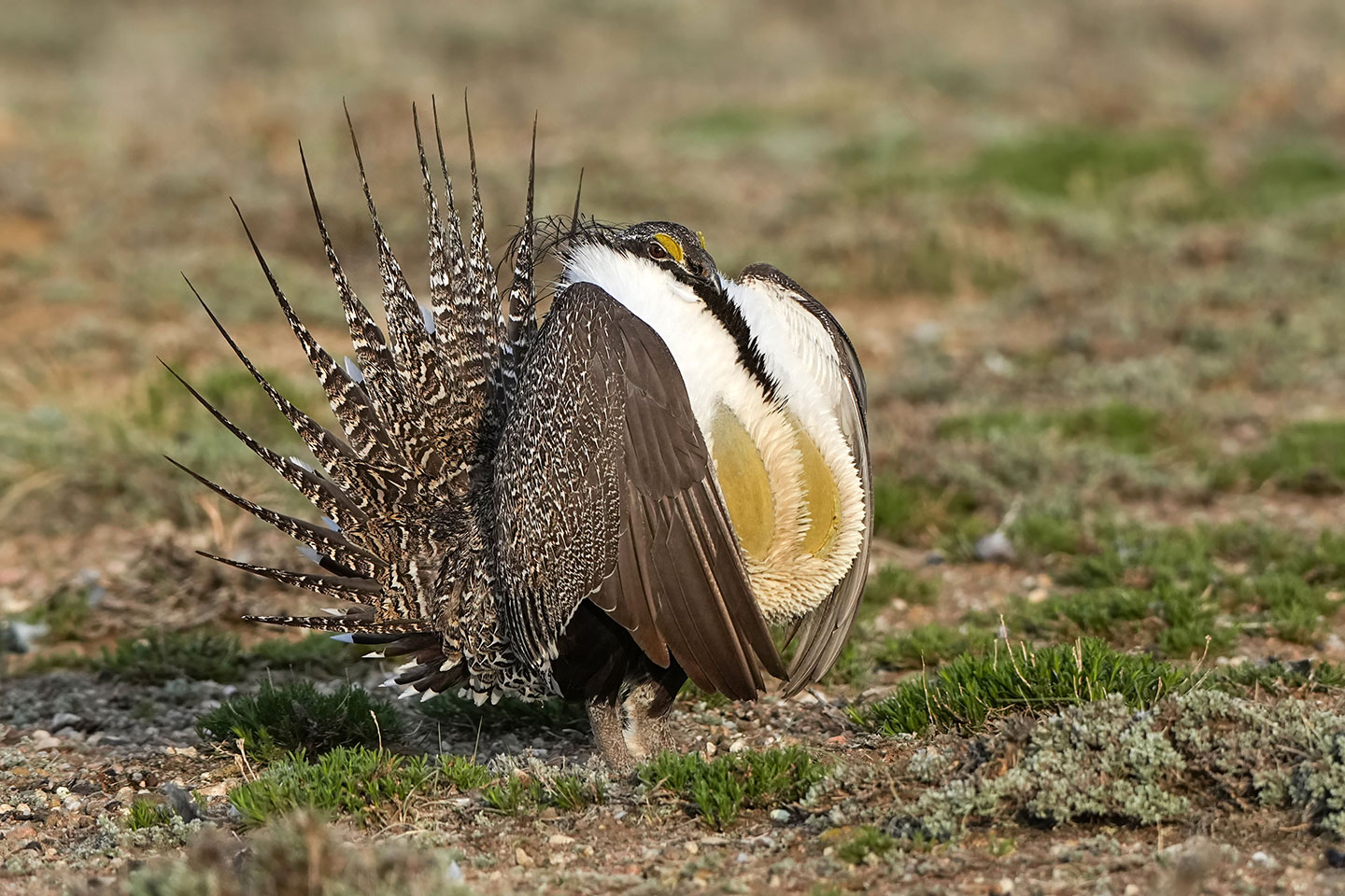 Sage grouse up-close