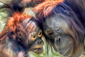 Hadiah and Ember orangutans at Cheyenne Mountain Zoo