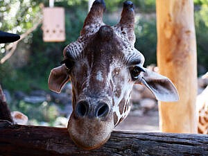 Bailey, retiruclated giraffe female at Cheyenne Mountain Zoo